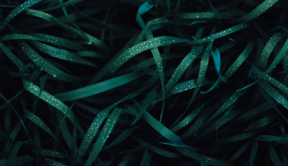 Eine Dunkelgrüne Wasserpflanze mit Tau bedeckt